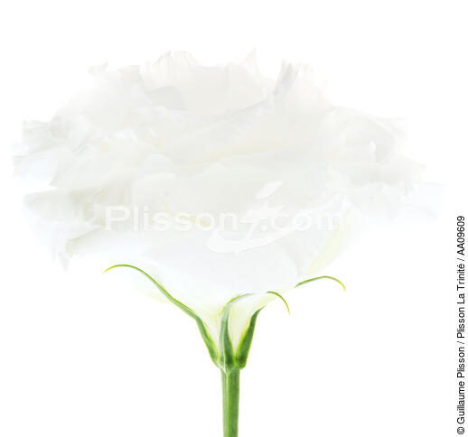White rose. - © Guillaume Plisson / Plisson La Trinité / AA09609 - Photo Galleries - Flower