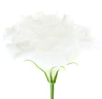Rose blanche. © Guillaume Plisson / Plisson La Trinité / AA09609 - Nos reportages photos - Fleur