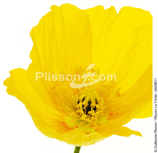 Yellow Poppy. - © Guillaume Plisson / Plisson La Trinité / AA09611 - Photo Galleries - Vegetal