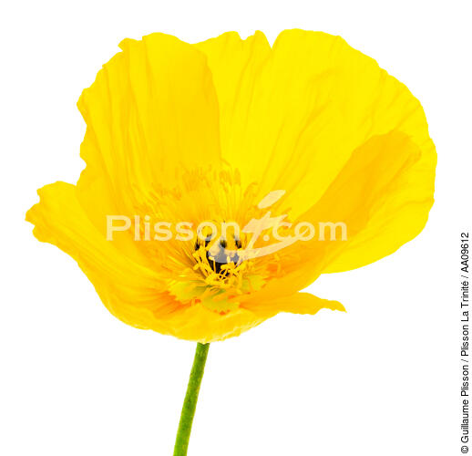 Yellow Poppy. - © Guillaume Plisson / Plisson La Trinité / AA09612 - Photo Galleries - Square format