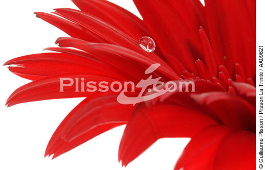 Gerbera rouge. - © Guillaume Plisson / Plisson La Trinité / AA09621 - Nos reportages photos - Gerbera