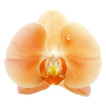 Orange orchis. © Guillaume Plisson / Plisson La Trinité / AA09623 - Photo Galleries - Orchid