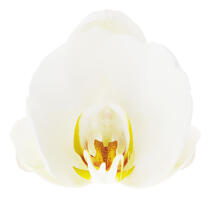 White orchis. © Guillaume Plisson / Plisson La Trinité / AA09624 - Photo Galleries - Orchid