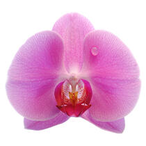 Orchidée rose. © Guillaume Plisson / Plisson La Trinité / AA09625 - Nos reportages photos - Végétal