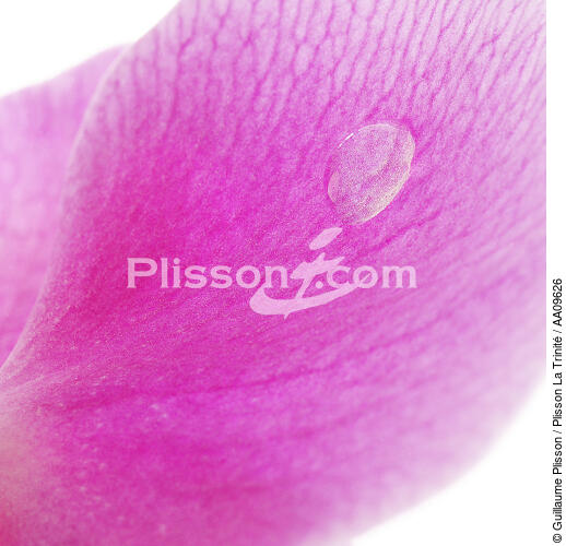 Orchidée rose. - © Guillaume Plisson / Plisson La Trinité / AA09626 - Nos reportages photos - Flore