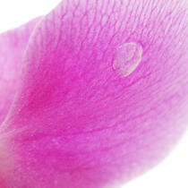 Rose orchis. © Guillaume Plisson / Plisson La Trinité / AA09626 - Photo Galleries - Orchid