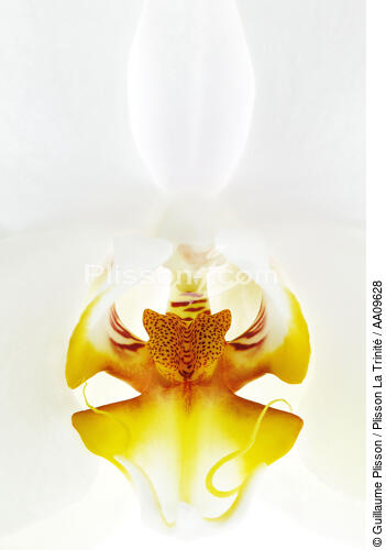 Orchidée blanche. - © Guillaume Plisson / Plisson La Trinité / AA09628 - Nos reportages photos - Flore