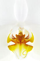 White orchis. © Guillaume Plisson / Plisson La Trinité / AA09628 - Photo Galleries - Orchid