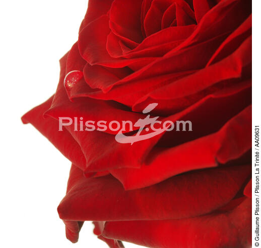 Rose rouge. - © Guillaume Plisson / Plisson La Trinité / AA09631 - Nos reportages photos - Rose
