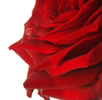 Rose rouge. © Guillaume Plisson / Plisson La Trinité / AA09631 - Nos reportages photos - Végétal