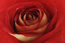 Rose rouge. © Guillaume Plisson / Plisson La Trinité / AA09632 - Nos reportages photos - Flore