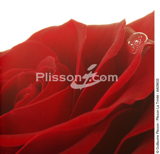 Red rose. - © Guillaume Plisson / Plisson La Trinité / AA09633 - Photo Galleries - Flower