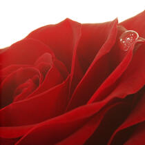 Red rose. © Guillaume Plisson / Plisson La Trinité / AA09633 - Photo Galleries - Vegetal