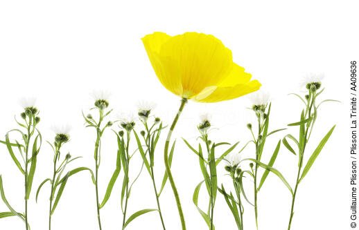 Yellow Poppy. - © Guillaume Plisson / Plisson La Trinité / AA09636 - Photo Galleries - Poppy