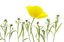 Yellow Poppy. © Guillaume Plisson / Plisson La Trinité / AA09636 - Photo Galleries - Flower