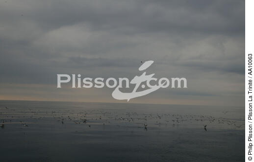 Mouettes sur mer calme. - © Philip Plisson / Plisson La Trinité / AA10063 - Nos reportages photos - Mouette