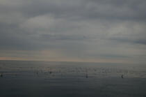 Mouettes sur mer calme. © Philip Plisson / Plisson La Trinité / AA10063 - Nos reportages photos - Mouette