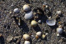 Shells. © Philip Plisson / Plisson La Trinité / AA10109 - Photo Galleries - Clam