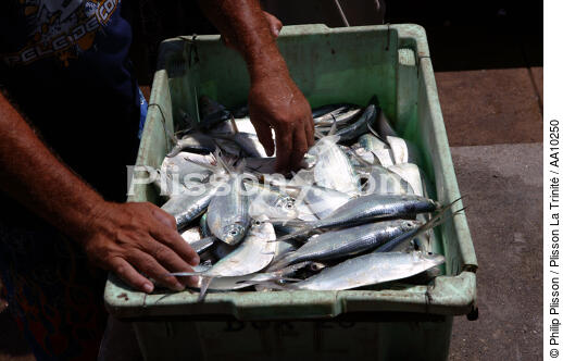 Caisse de poissons dans le port de Camocin. - © Philip Plisson / Plisson La Trinité / AA10250 - Nos reportages photos - Caisse de poisson