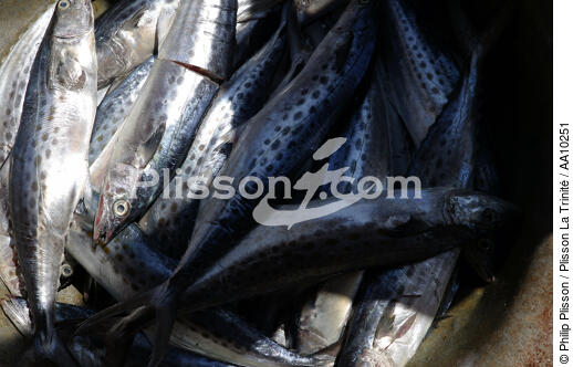 Caisse de poissons dans le port de Camocin. - © Philip Plisson / Plisson La Trinité / AA10251 - Nos reportages photos - Camocin