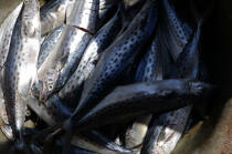 Caisse de poissons dans le port de Camocin. © Philip Plisson / Plisson La Trinité / AA10251 - Nos reportages photos - Camocin