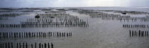 Aiguillon bay in the Vendée. © Philip Plisson / Plisson La Trinité / AA10583 - Photo Galleries - Lighter used by mussel breeders