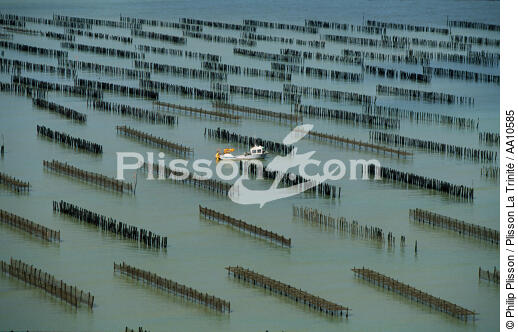 Mussel bed in Vendée. - © Philip Plisson / Plisson La Trinité / AA10585 - Photo Galleries - Mussel breeding