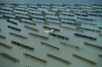 Mussel bed in Vendée. © Philip Plisson / Plisson La Trinité / AA10585 - Photo Galleries - Lighter used by mussel breeders