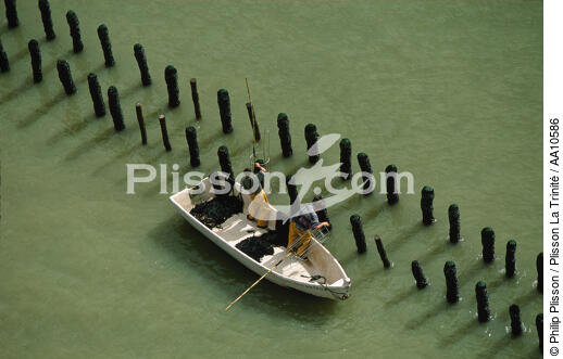 Mussel bed in Vendée. - © Philip Plisson / Plisson La Trinité / AA10586 - Photo Galleries - Man