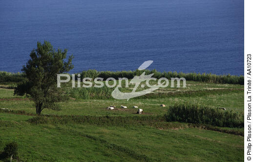 L' île Faial aux Açores. - © Philip Plisson / Plisson La Trinité / AA10723 - Nos reportages photos - Ile [Por]