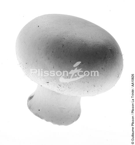 Cultivated mushroom. - © Guillaume Plisson / Plisson La Trinité / AA10826 - Photo Galleries - Flora