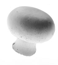 Cultivated mushroom. © Guillaume Plisson / Plisson La Trinité / AA10826 - Photo Galleries - Gourmet food