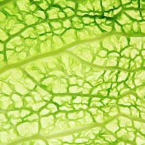Leaf of cabbage. © Guillaume Plisson / Plisson La Trinité / AA10832 - Photo Galleries - Square format