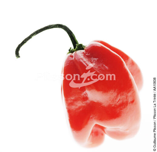 Hot red pepper. - © Guillaume Plisson / Plisson La Trinité / AA10838 - Photo Galleries - Flora