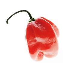Hot red pepper. © Guillaume Plisson / Plisson La Trinité / AA10838 - Photo Galleries - Flora