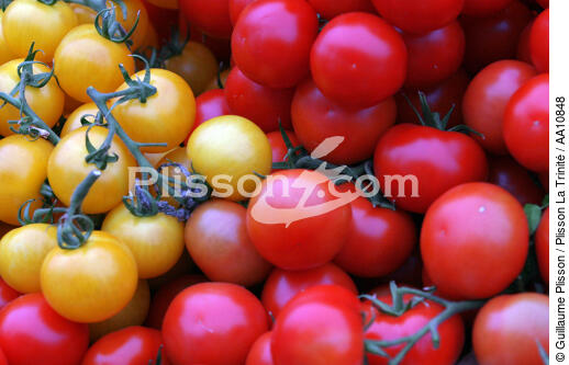 Tomates. - © Guillaume Plisson / Plisson La Trinité / AA10848 - Nos reportages photos - Flore