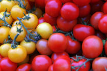 Tomates. © Guillaume Plisson / Plisson La Trinité / AA10848 - Nos reportages photos - Flore