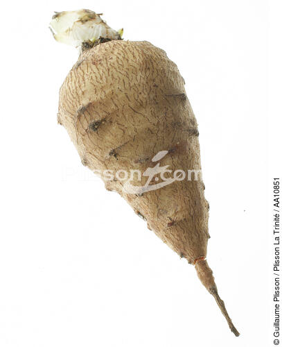 Jerusalem artichoke. - © Guillaume Plisson / Plisson La Trinité / AA10851 - Photo Galleries - Flora