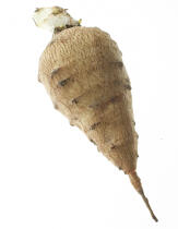 Jerusalem artichoke. © Guillaume Plisson / Plisson La Trinité / AA10851 - Photo Galleries - Vegetable