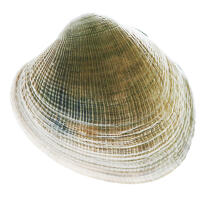 Clam. © Guillaume Plisson / Plisson La Trinité / AA10861 - Photo Galleries - Mollusk