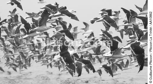 Take-off of gulls. - © Guillaume Plisson / Plisson La Trinité / AA10862 - Photo Galleries - Black and white