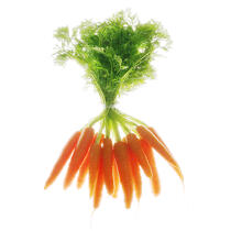 Bundle of carrots. © Guillaume Plisson / Plisson La Trinité / AA10864 - Photo Galleries - Vegetable