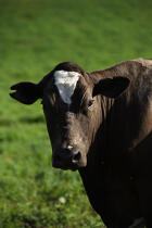 Vache. © Philip Plisson / Plisson La Trinité / AA10880 - Nos reportages photos - Ile [Por]