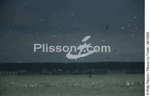 Cap Cod dans l'Etat du Massachusetts. - © Philip Plisson / Plisson La Trinité / AA10933 - Nos reportages photos - Etats-Unis