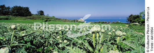 Artichoke field in Finistère. - © Guillaume Plisson / Plisson La Trinité / AA10954 - Photo Galleries - Vegetable