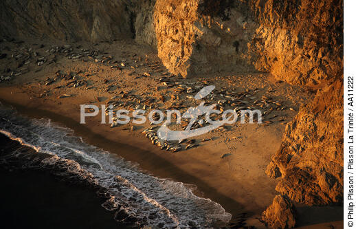 Point Reyes in California. - © Philip Plisson / Plisson La Trinité / AA11222 - Photo Galleries - Sea mammal