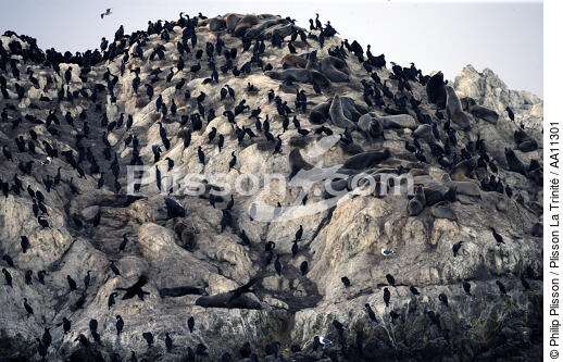Colony of sea lions. - © Philip Plisson / Plisson La Trinité / AA11301 - Photo Galleries - Rock
