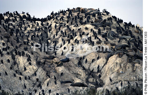 Colonie de lions de mer. - © Philip Plisson / Plisson La Trinité / AA11303 - Nos reportages photos - Californie