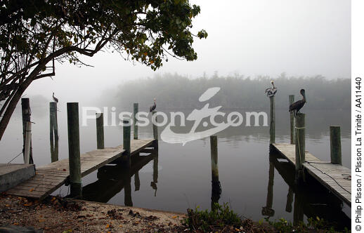 Pélican. - © Philip Plisson / Plisson La Trinité / AA11440 - Nos reportages photos - Ville [Floride]