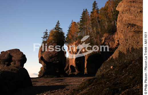 Baie de Fundy. - © Philip Plisson / Plisson La Trinité / AA11611 - Nos reportages photos - Arbre